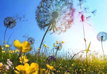 公园不锈钢飘散的蒲公英雕塑